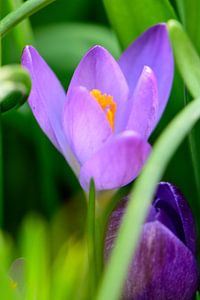 Crocus en vert
