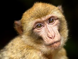 A portrait of a Monkey by Dick Besse