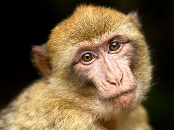 A portrait of a monkey van Dick Besse