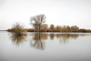 IJssel sur Joke Absen