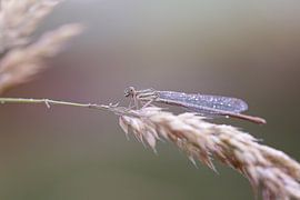 Kleinlibelle von Esther Maria