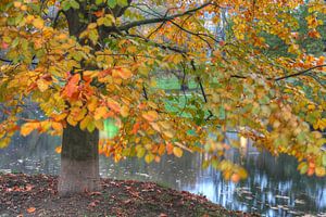 Baum im Herbst