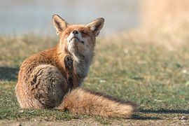 Fox in its natural habitat by Jolanda Aalbers