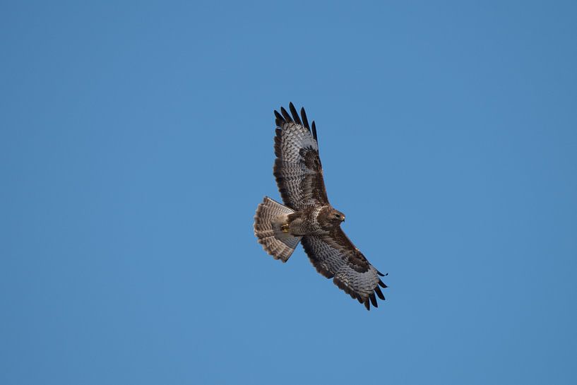Buzzard looking for his prey by Maurice De Vries