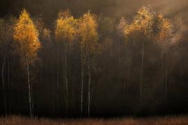 Herbststimmung mit Birken von Ton Drijfhamer