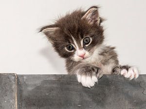 Kitten serie VI