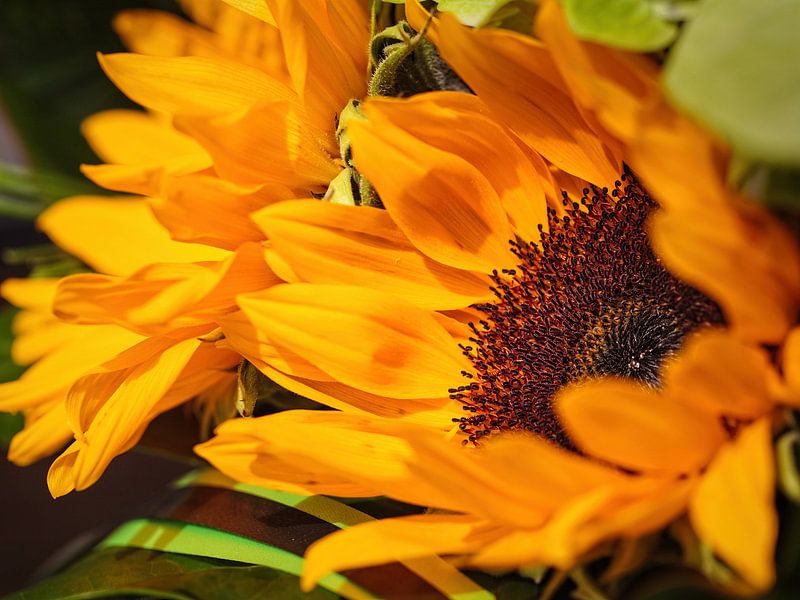Sunflower by Rob Boon