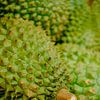 Königliche Frucht: Nahaufnahme einer Durian von NZME Photography