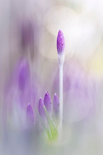 Spring is sure to follow