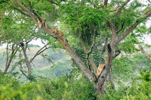 T(h)ree Lions