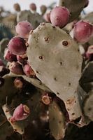 Opuntien-Kaktus