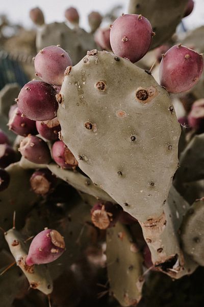 Opuntia cactus by Studio Seeker