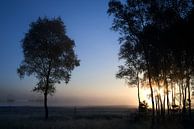 Zonsopkomst verlicht het bos op de Noorderheide van Jenco van Zalk thumbnail