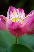 Power Flower!