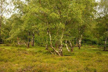 Berkenbomen op de heide. 3 van Alie Ekkelenkamp