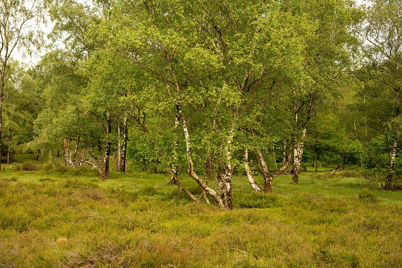 Birch trees on the heath. 3 by Alie Ekkelenkamp