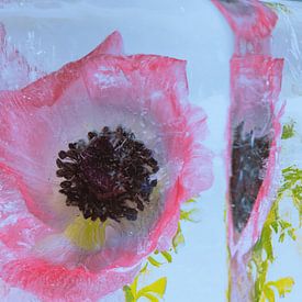 Anemonen in ijsblok van Marc Heiligenstein
