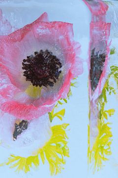 Anemonen in ijsblok van Marc Heiligenstein