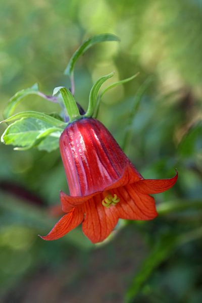 Fleurie rouge par Jolanta Mayerberg