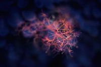 Microcosmos