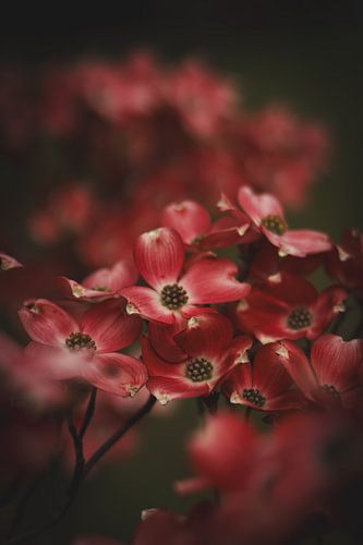 Red flowering dogwood