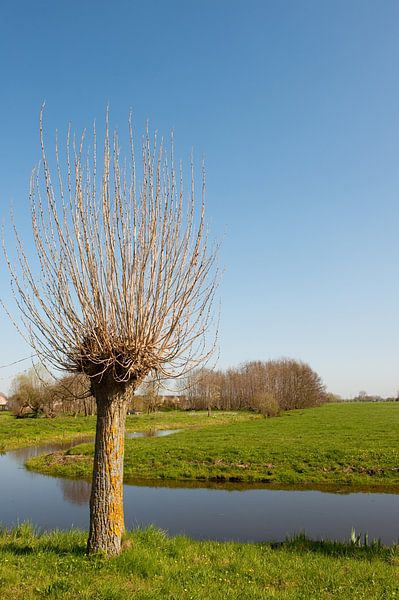 Knotwilg en sloot van Ivonne Wierink