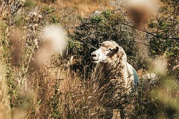 Mooi wollig schaap in de bosjes met herfstkleuren van Rianne van Baarsen