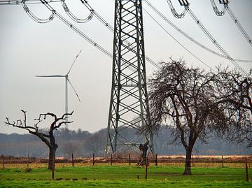 knoestige oude bomen