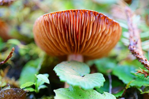 Close up of lamellae of a mushroom