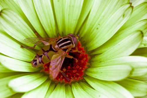 3d Kunst met vliegen