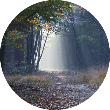 pad in de herfst mistige bos tussen bomen van Olha Rohulya