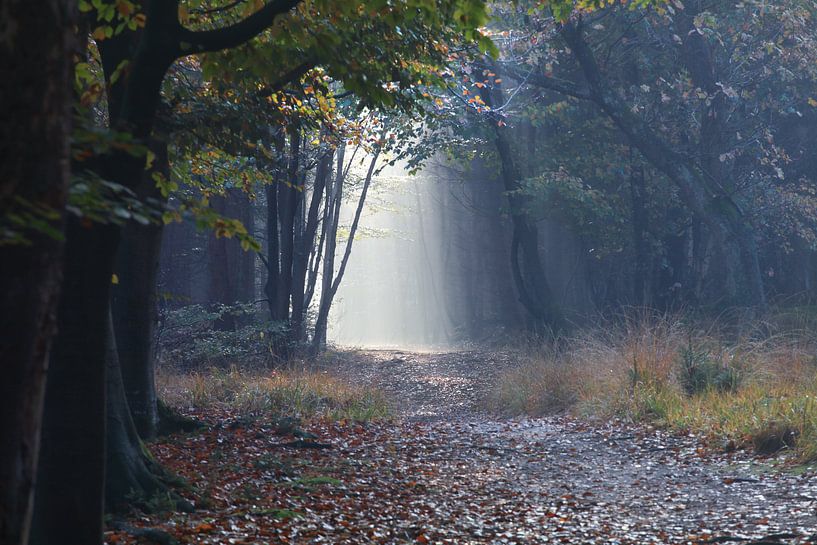 pad in de herfst mistige bos tussen bomen van Olha Rohulya