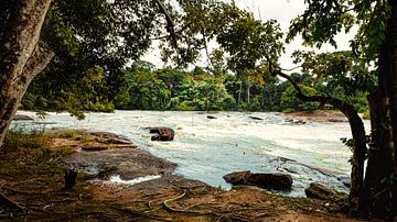 River near the island of Awarradam in Suriname by René Holtslag