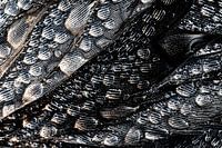 Dauwdruppels op vogelveren.