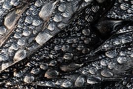 Dauwdruppels op vogelveren. van The art of Nature.
