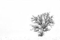 Boom in de sneeuw