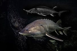 Sturgeons (sturgeon and kaluga) swim in the darkness of the waters symbolizing abundance from the Am by Michael Semenov