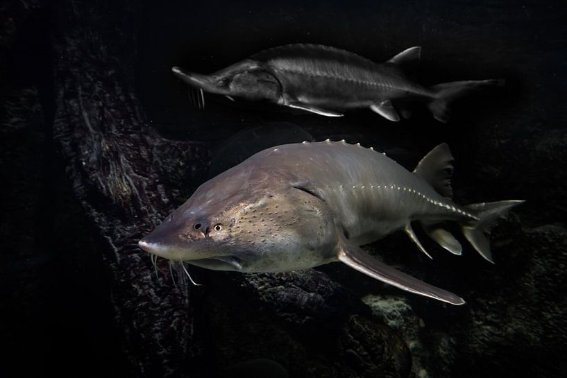 Sturgeons (sturgeon and kaluga) swim in the darkness of the waters symbolizing abundance from the Am by Michael Semenov