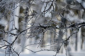 More ART In Nature - Wald