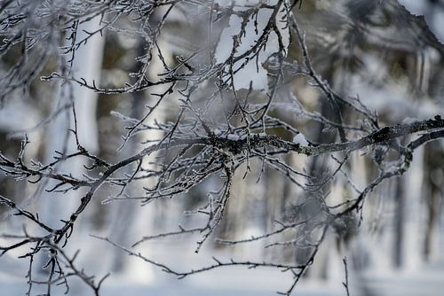 More ART In Nature - Forest