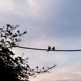 2 Vögel bei Sonnenuntergang von Xulé Bogers