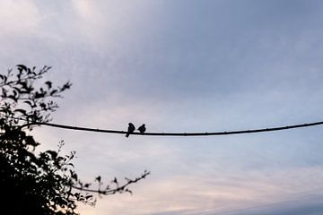 2 vogels bij zonsondergang van Xulé Bogers