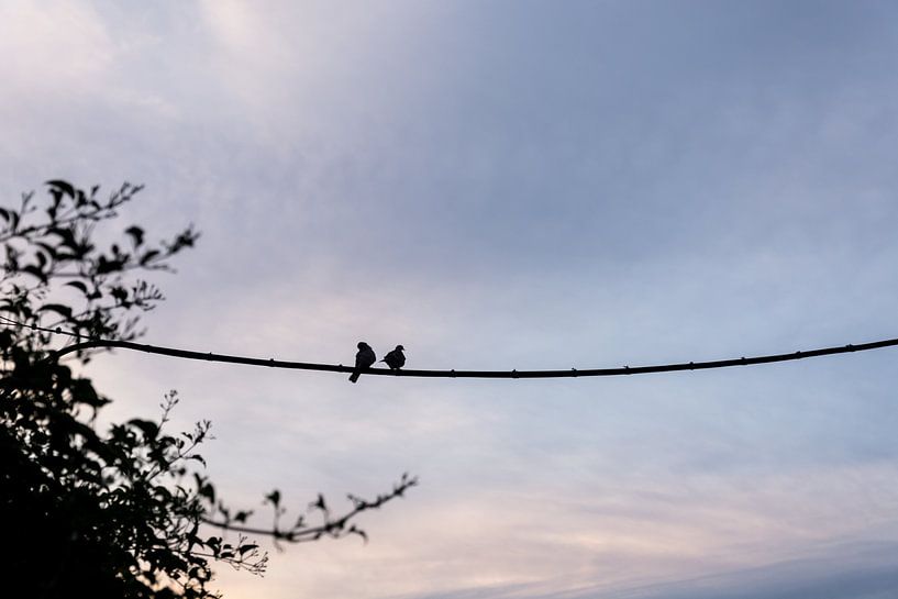 2 birds at sunset by Xulé Bogers