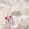 White Peony Closeup 02 | Picture by Yvonne Warmerdam