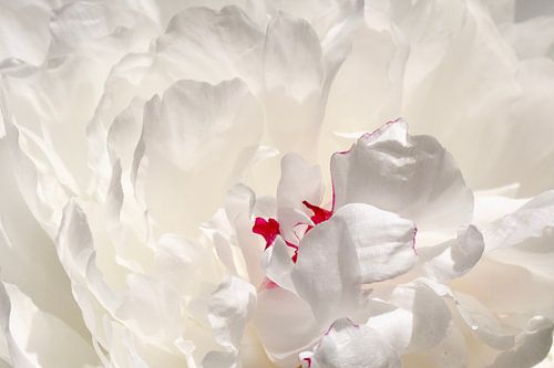 White Peony Closeup 02 | Picture