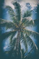 Below a Miami Palm Tree