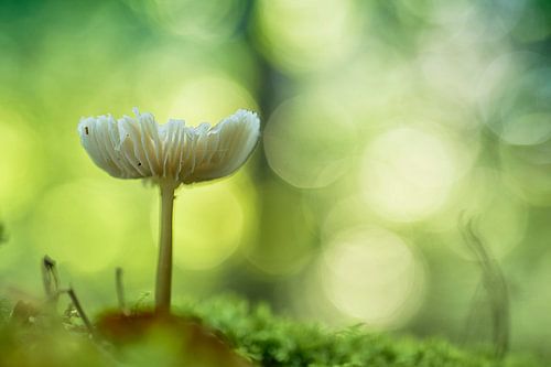 Betoverende paddenstoel (groene versie)