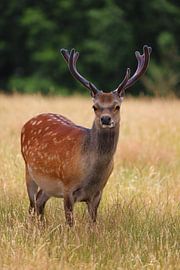 Young deer in the field by Heike Hultsch