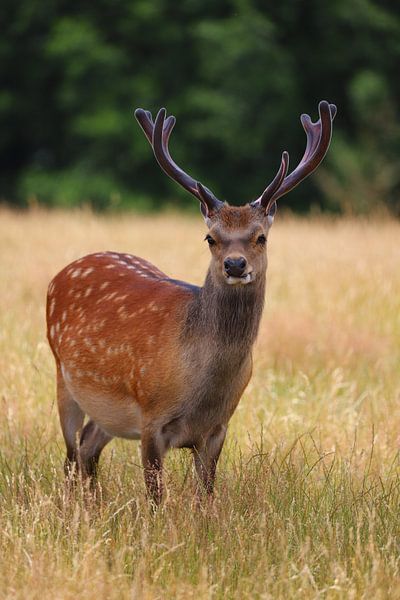 Junger Hirsch im Feld von Heike Hultsch