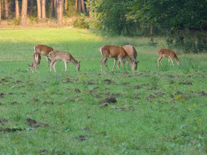 Herten, Zwijnen par Gijs van Veldhuizen